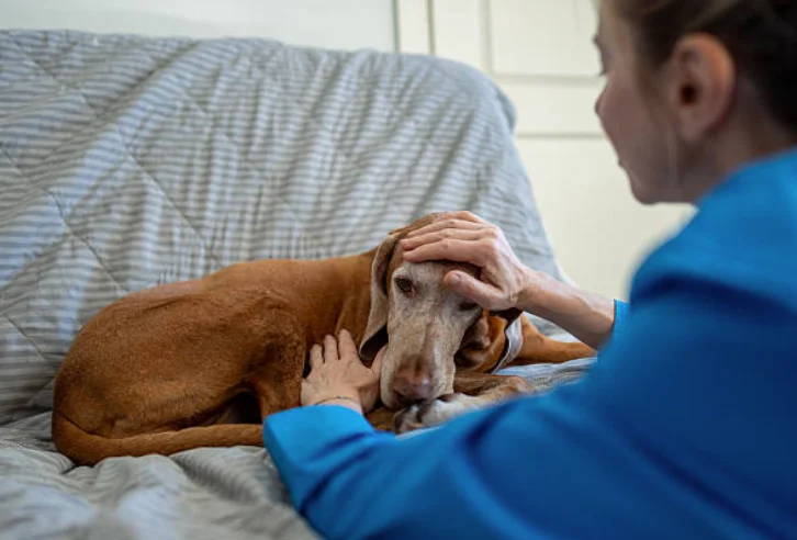 老犬に優しく触れる飼い主