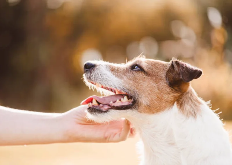 老犬介護疲れに寄り添うグリーフケア