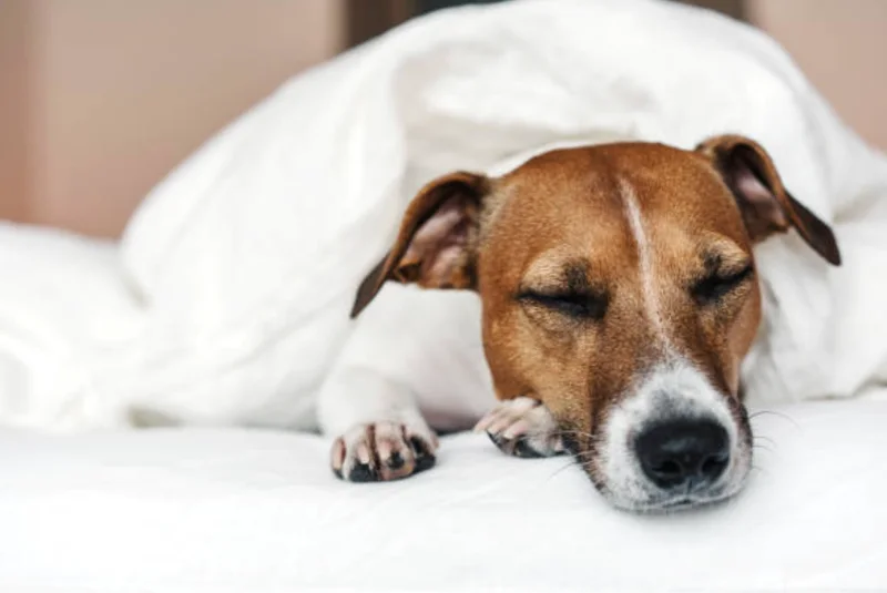 愛犬がベッドで眠る様子