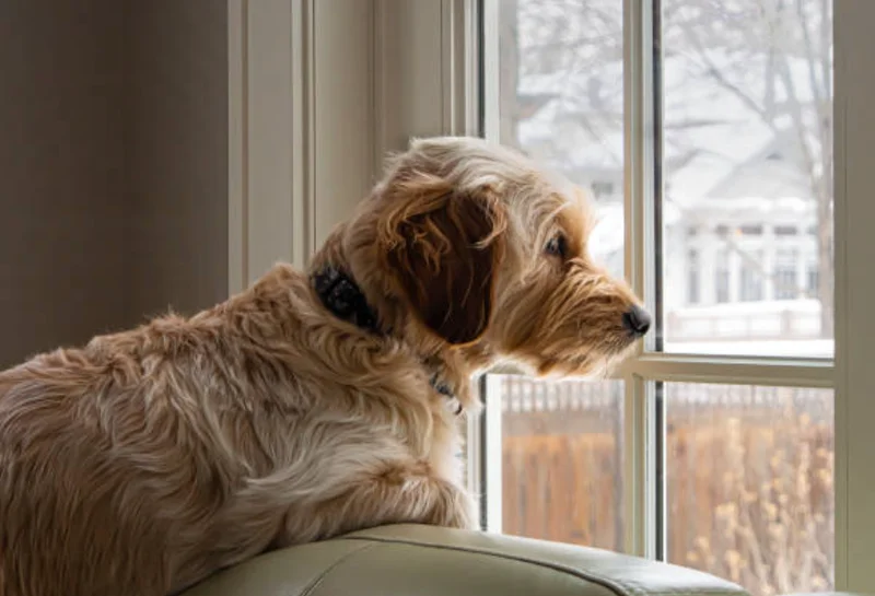 窓の外を眺める茶色の犬
