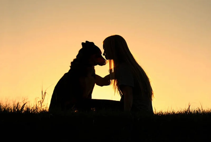 老犬との夕日、愛情溢れる抱擁