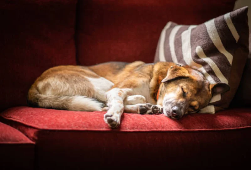 老犬の認知症と遊び：安心感と自己肯定感