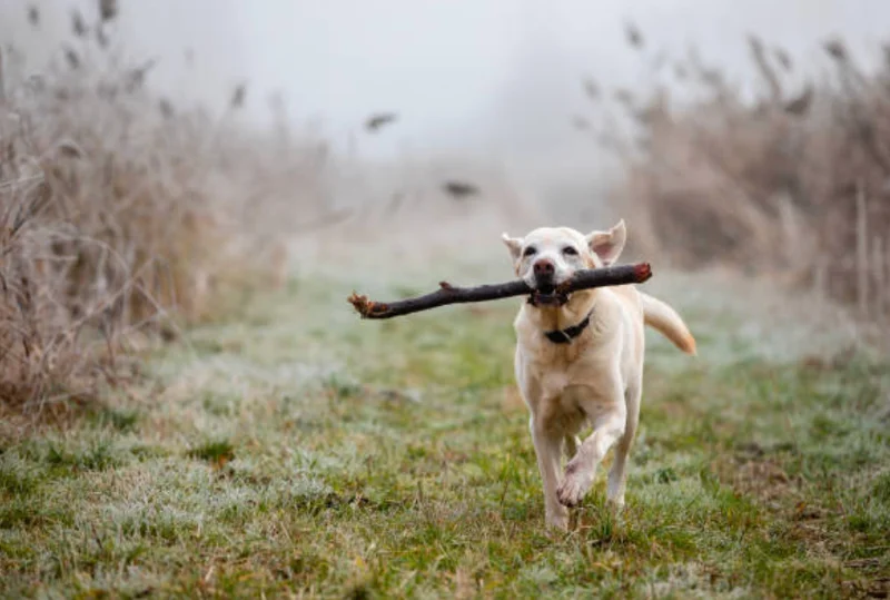 老犬の認知症と遊び：希望と自己肯定感