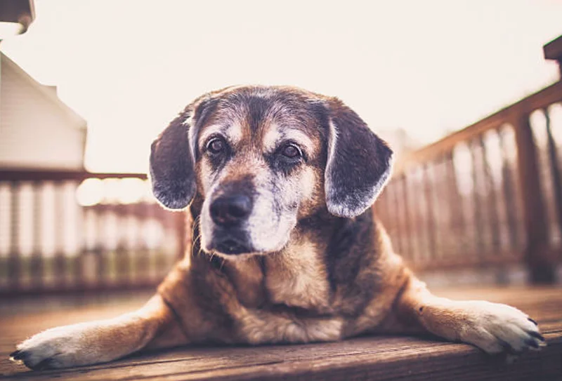 老犬の認知症と向き合う写真