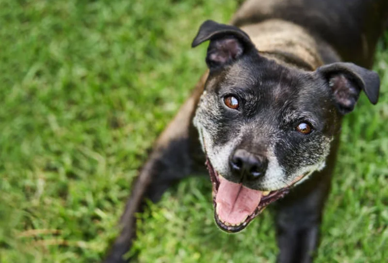 老犬の穏やかな表情と、草むら